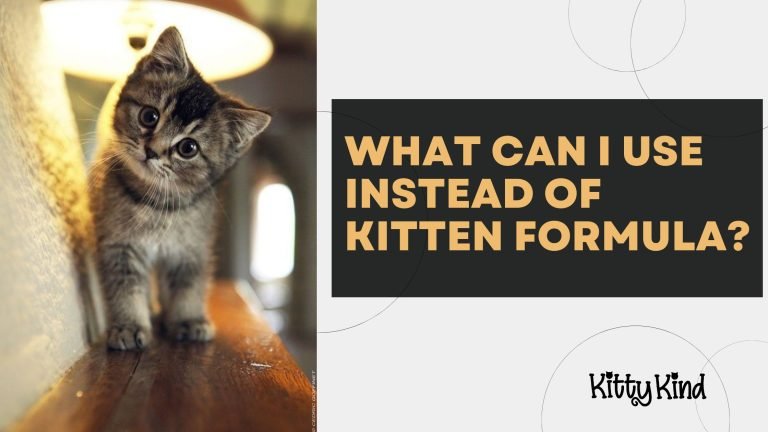 What Can I Use Instead of Kitten Formula