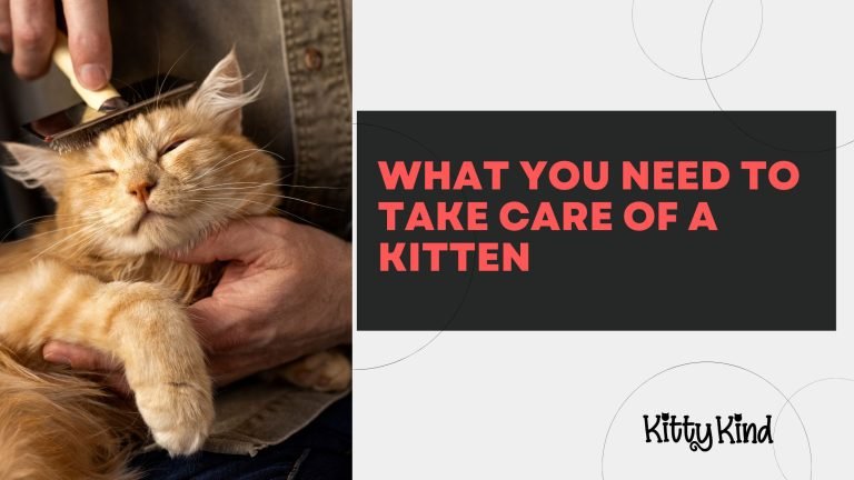 What You Need to Take Care of a Kitten