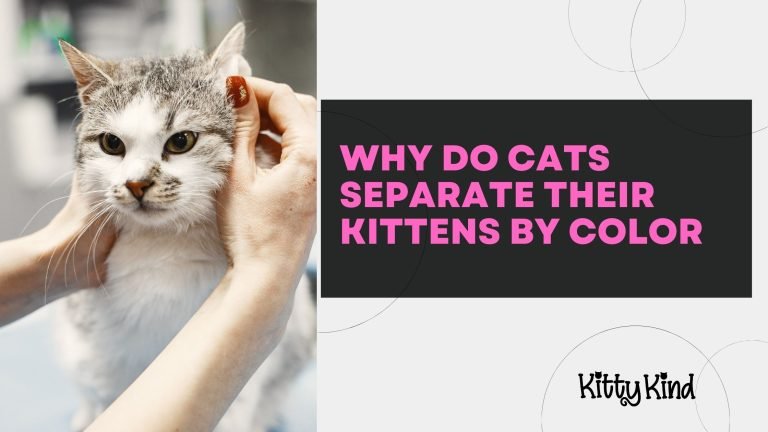 Why Do Cats Separate Their Kittens by Color