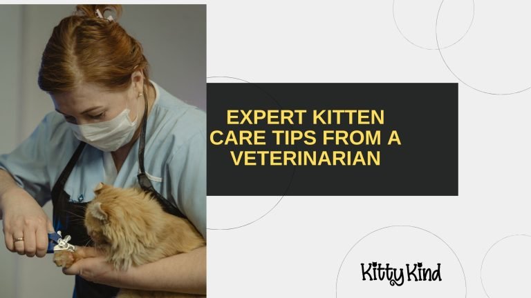 Expert Kitten Care Tips from a Veterinarian
