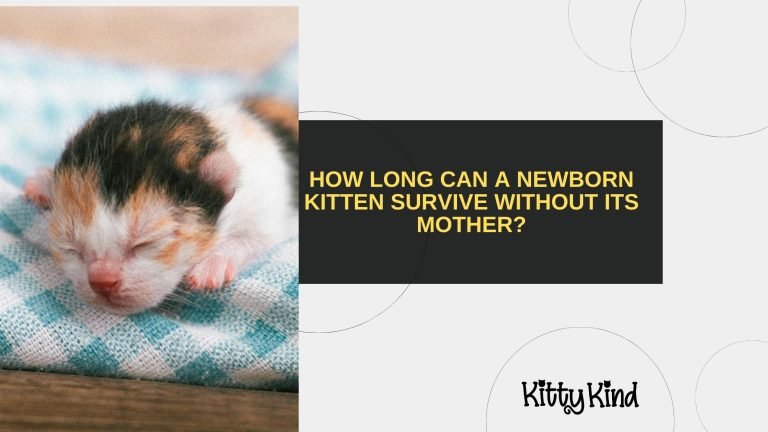 How Long Can a Newborn Kitten Survive Without Its Mother?