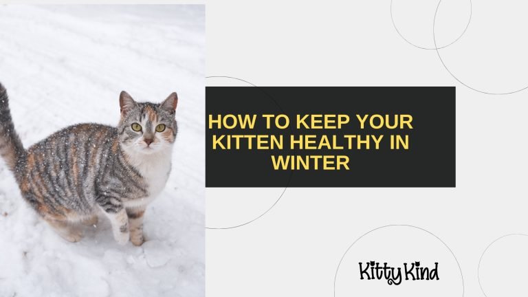 How to Keep Your Kitten Healthy in Winter