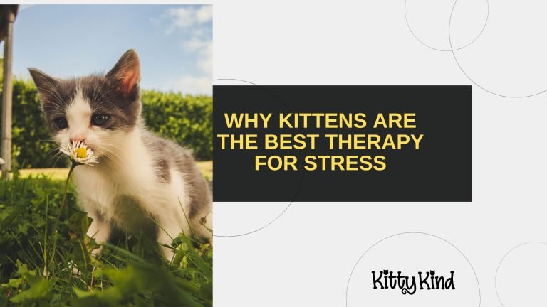 Why Kittens Are the Best Therapy for Stress