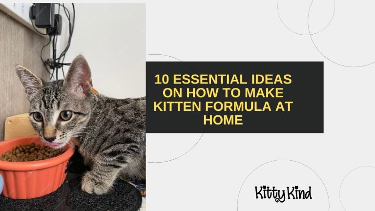 10 Essential Ideas on How to Make Kitten Formula at Home