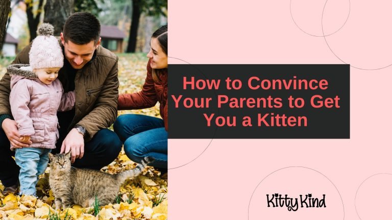 How to Convince Your Parents to Get You a Kitten