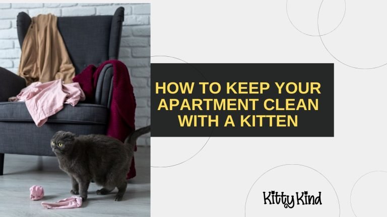 How to Keep Your Apartment Clean with a Kitten