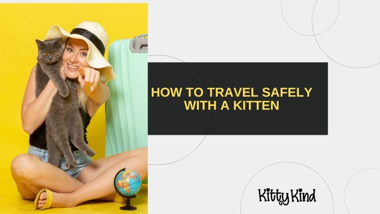 How to Travel Safely with a Kitten