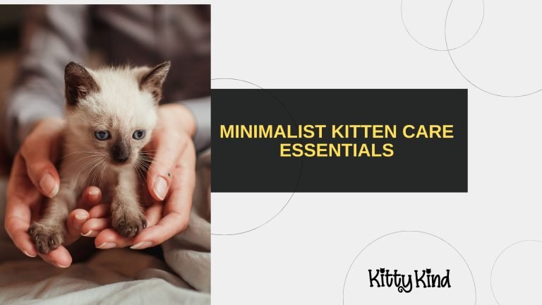 Minimalist Kitten Care Essentials