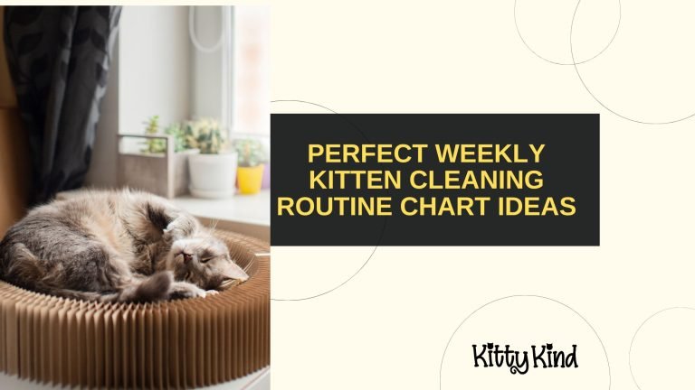 Perfect Weekly Kitten Cleaning Routine Chart Ideas