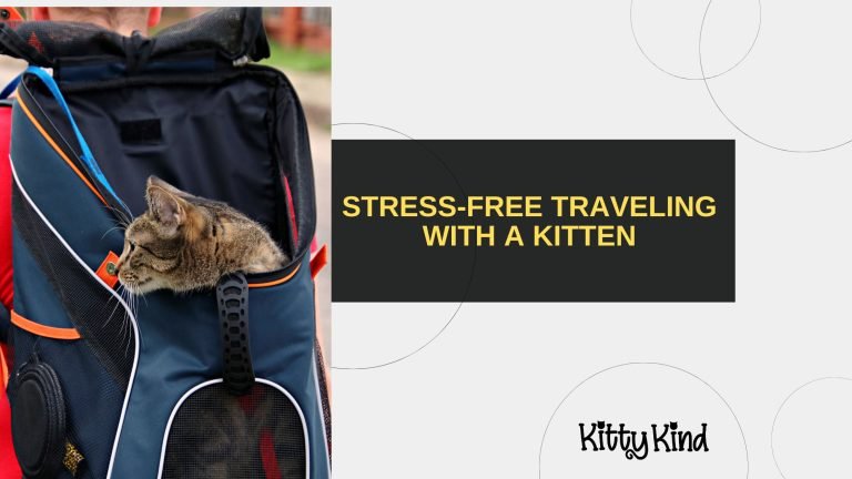 Stress-Free Traveling with a Kitten