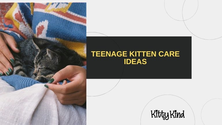 Teenage Kitten Care Ideas