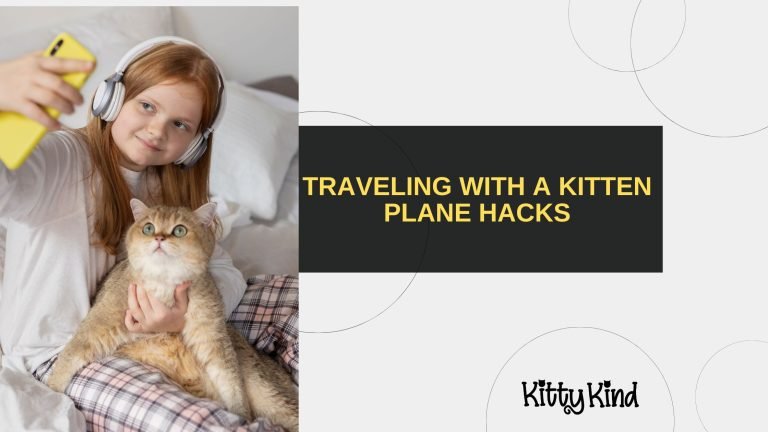 Traveling with a Kitten Plane Hacks
