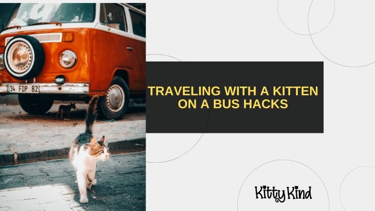 Traveling with a Kitten on a Bus Hacks
