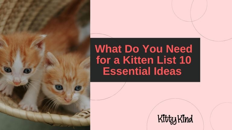 What Do You Need for a Kitten List 10 Essential Ideas