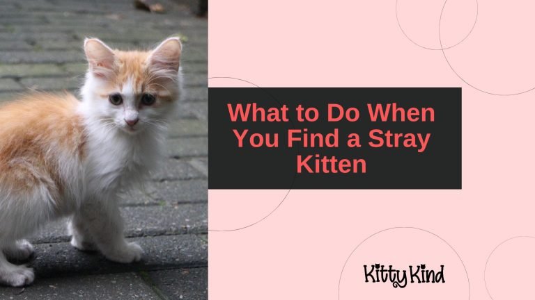 What to Do When You Find a Stray Kitten
