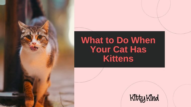 What to Do When Your Cat Has Kittens