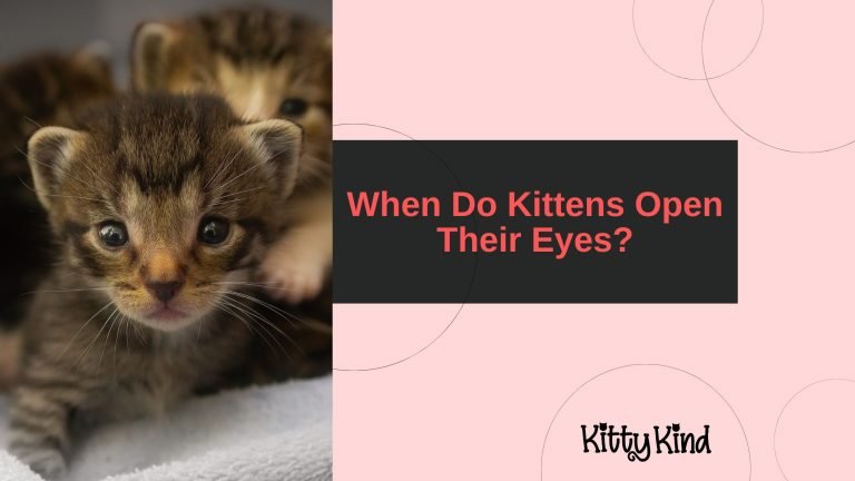When Do Kittens Open Their Eyes