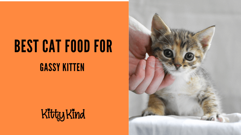 Best Cat Food for Gassy Kitten