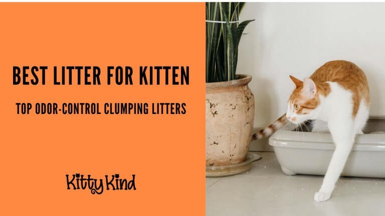 Best Litter for Kitten