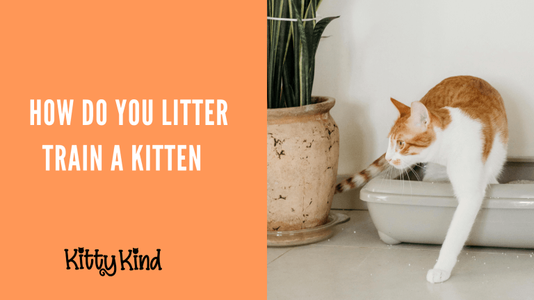 How Do You Litter Train a Kitten