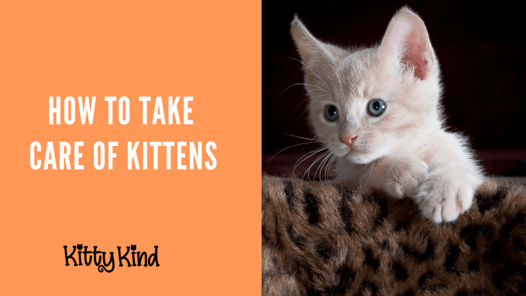 How to Take Care of Kittens