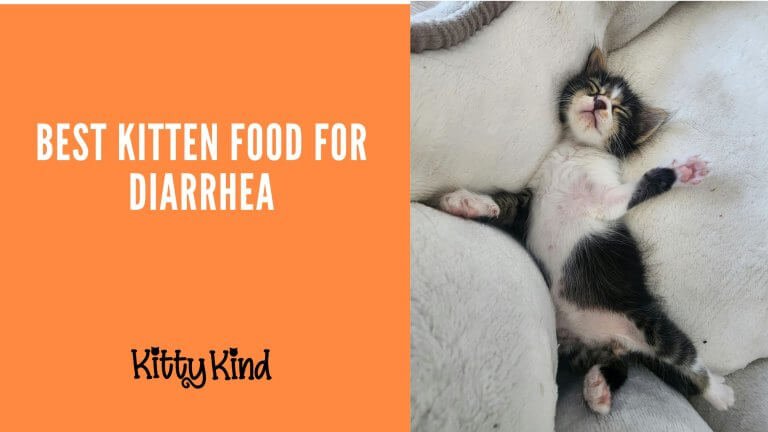 Best Kitten Food for Diarrhea