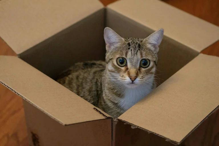 DIY Kitten Toys: Easy Ideas Using Cardboard Boxes