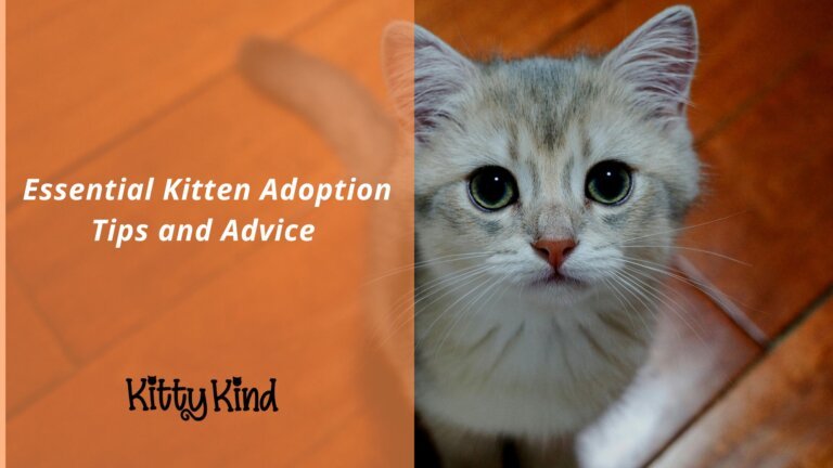 Essential Kitten Adoption Tips and Advice