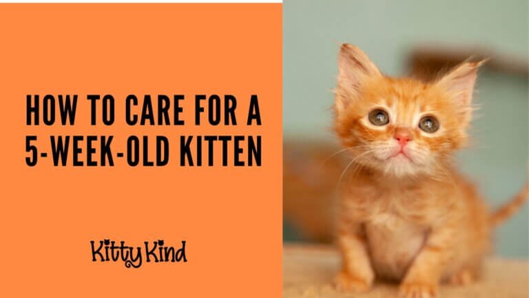 How to Care for a 5-Week-Old Kitten
