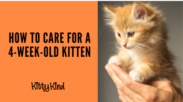 How to Care for a 5-Week-Old Kitten