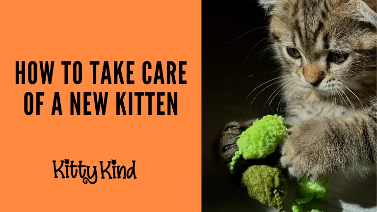 How to Take Care of a New Kitten