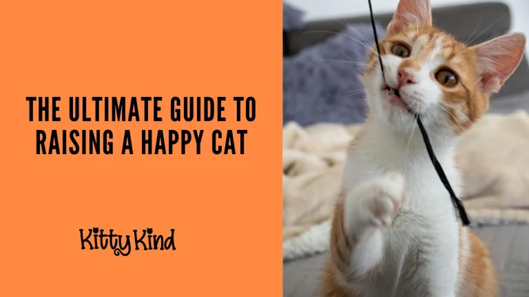 Kitten Care Tips