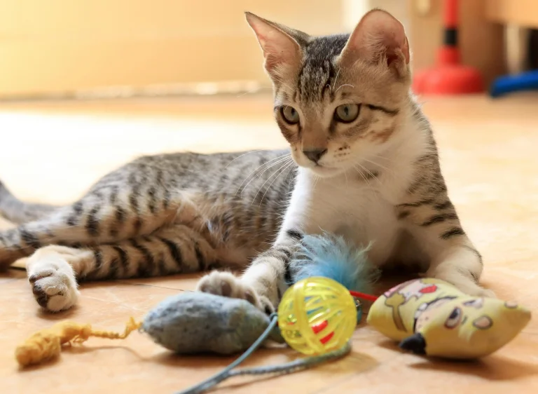 Kitten Toys Interactive