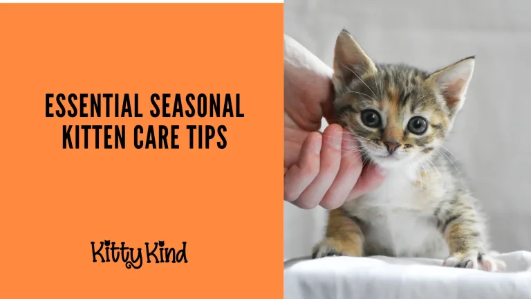 Seasonal Kitten Care