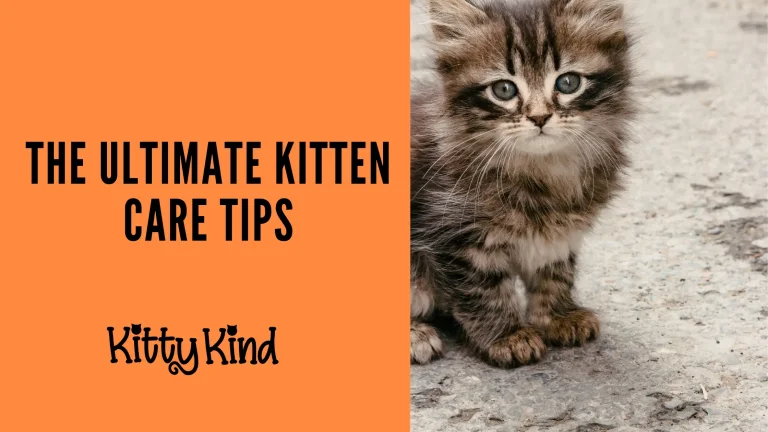 The Ultimate Kitten Care Tips
