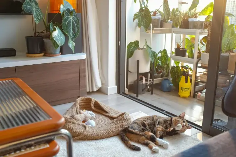 Cozy Ideas for Apartment Cats