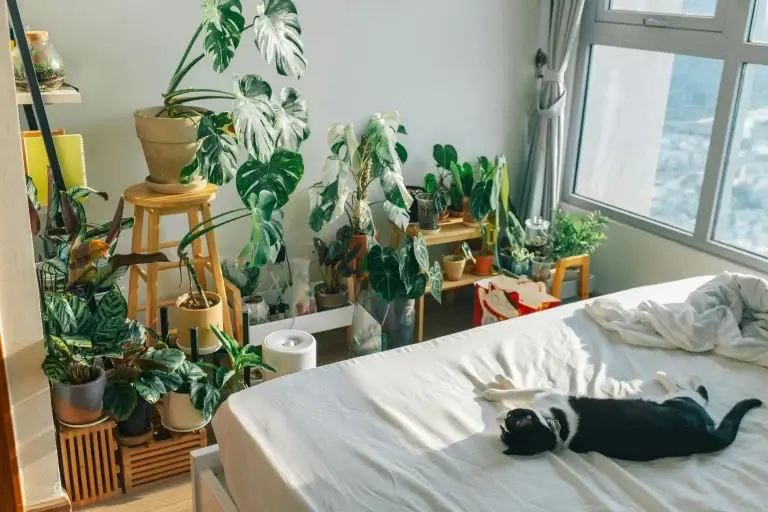 Cat Ideas for Apartment Living