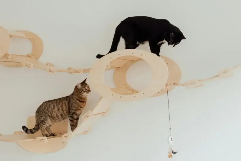Modern Cat Toys
