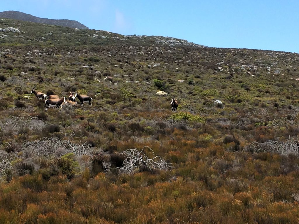 20171217_IMG_0365_Cape Point
