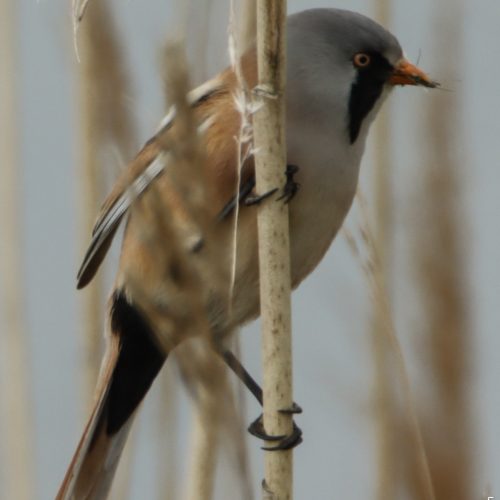 Vogels in Nederland