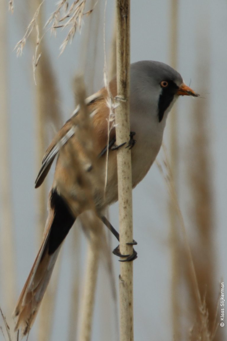 Vogels in Nederland