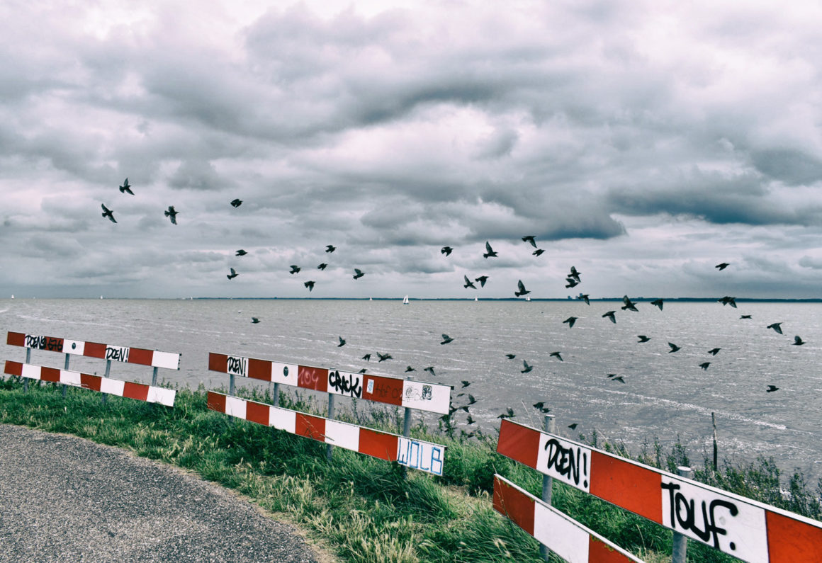 unique landscape photo tour inspired by the famous Dutch writer Nescio birds