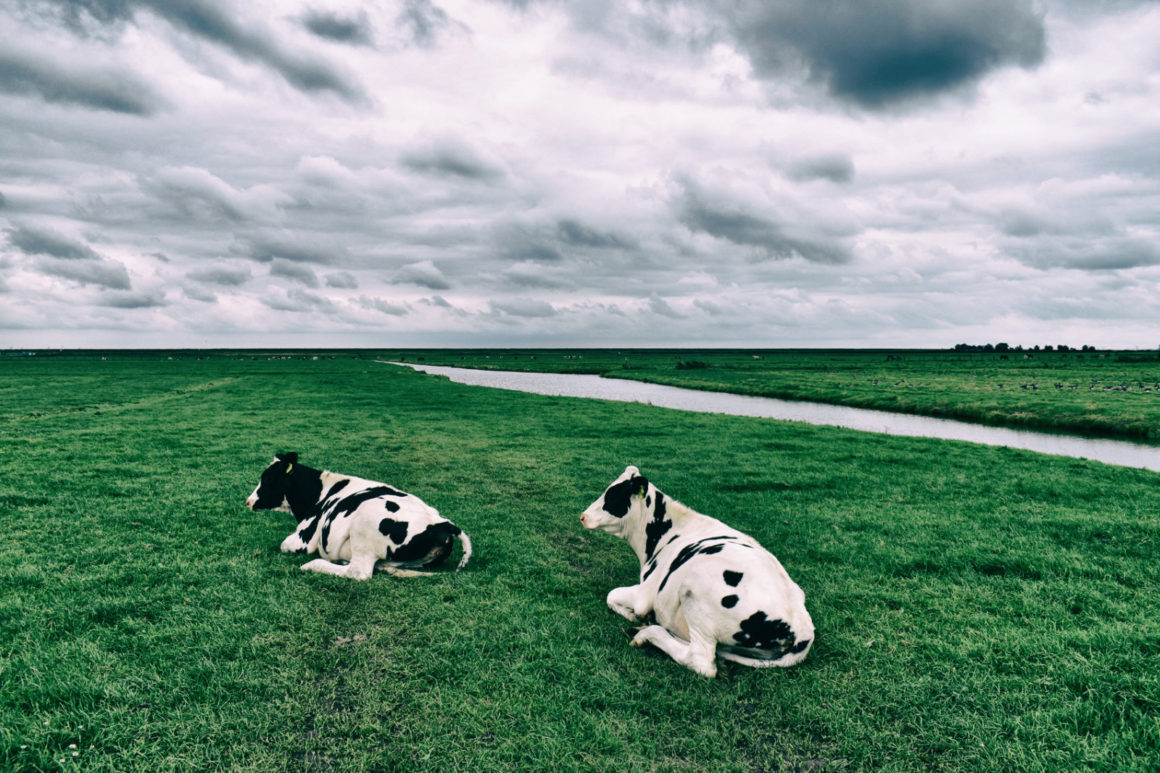 unieke landschap fototour geïnspireerd door de beroemde Nederlandse schrijver Nescio koeien