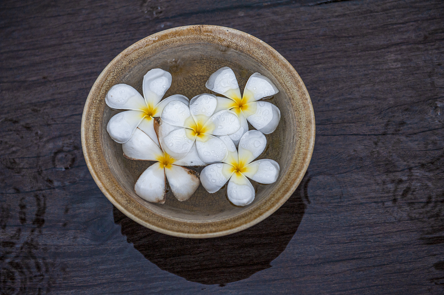 Moodimage_Frangipani flowers on the rain_Cambodia_klinkhamerphoto