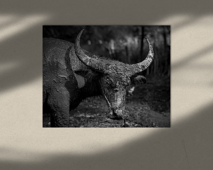 Water buffalo Cambodia werk aan de muur