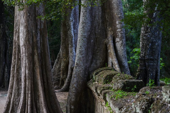 bomen overwoekeren muren bij Angkor Wat-Cambodja