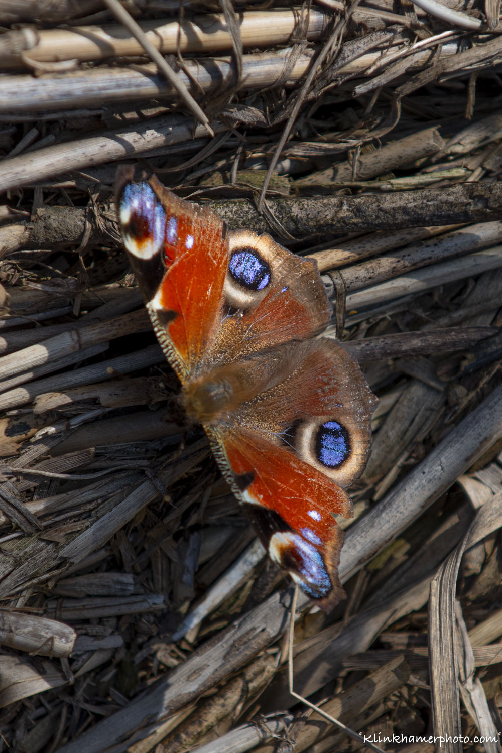 Groningen vlinders_Dollard Waddengebied