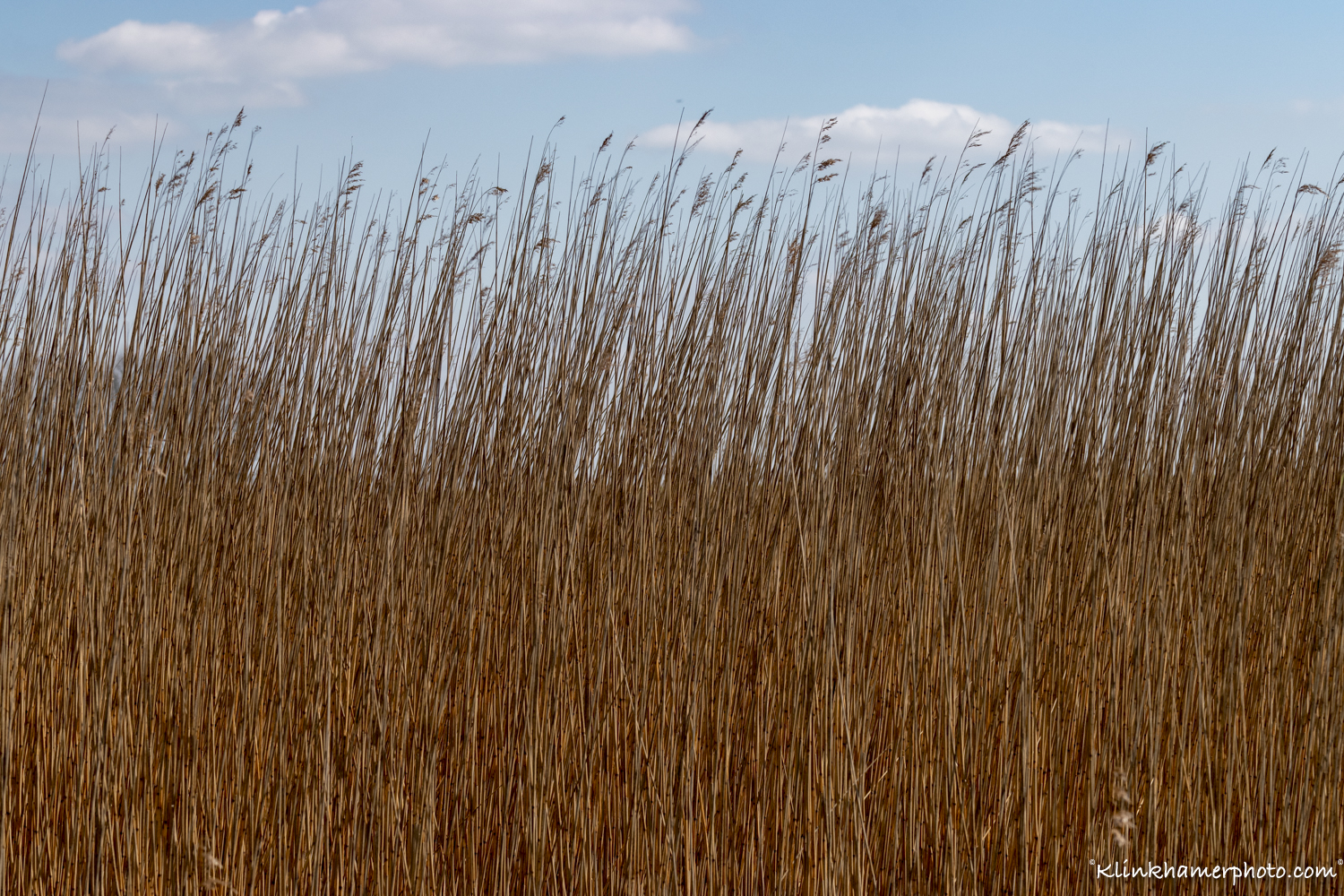 Rietlanden_Dollard-Groningen