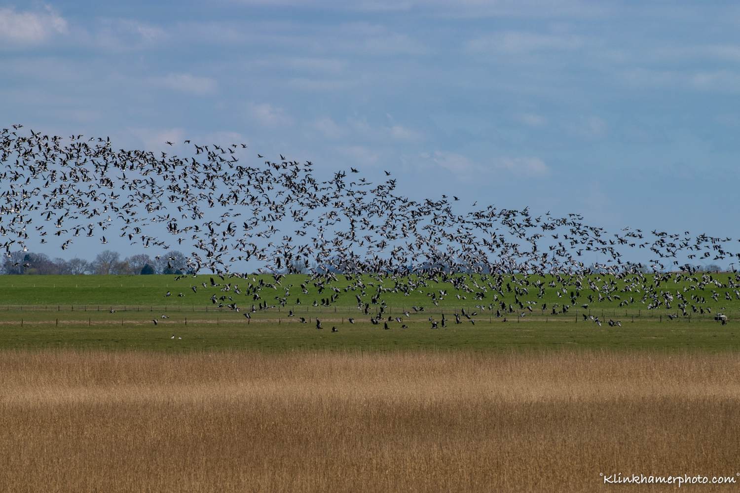 wilde ganzen Dollard_Waddenzee