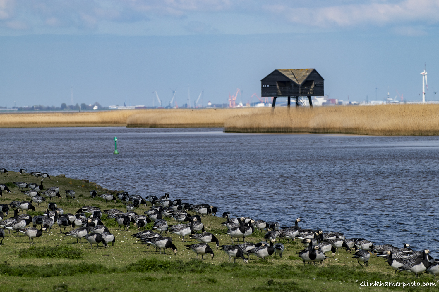 overvliegend ganzen bij de Dollard_Groningen